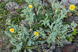 Glaucium flavum Yellow Horned-poppy
