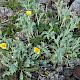 Glaucium flavum