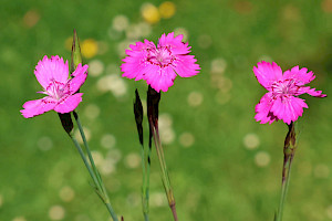 Dianthus deltoides Maiden Pink