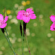 Dianthus deltoides