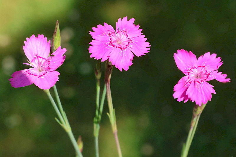 Dianthus deltoides - &copy; Charles Hipkin