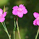 Dianthus deltoides