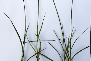 Carex leporina Oval Sedge