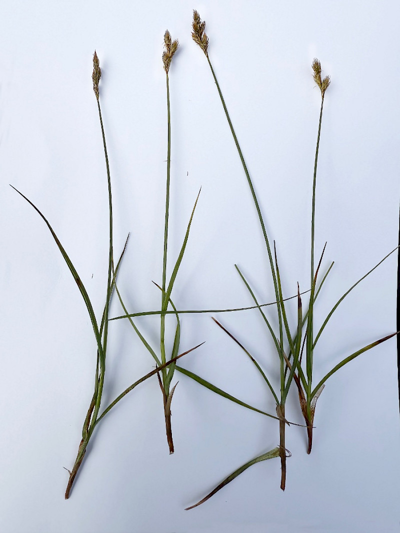 Carex leporina - &copy; Charles Hipkin