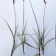 Carex leporina