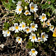 Euphrasia tetraquetra