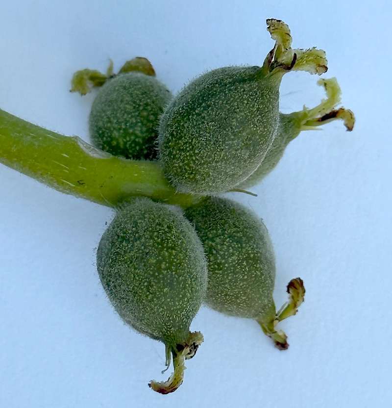 Juglans regia - &copy; Charles Hipkin