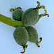 Juglans regia
