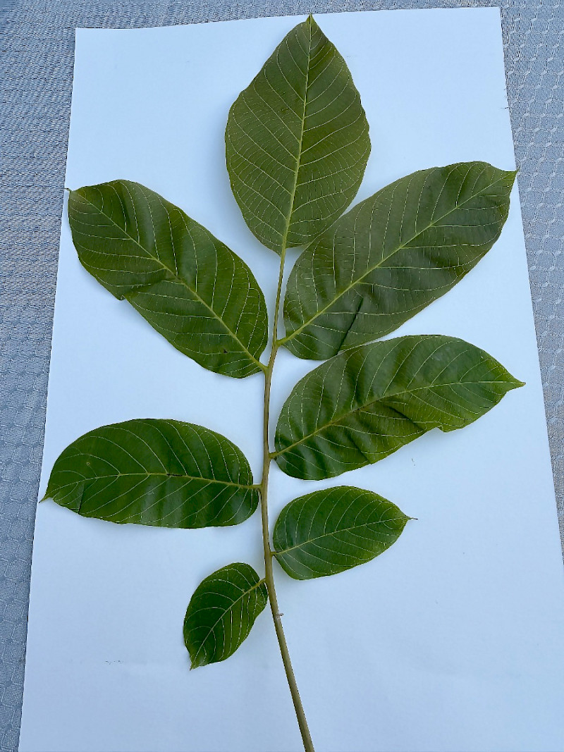 Juglans regia - &copy; Charles Hipkin