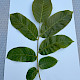 Juglans regia