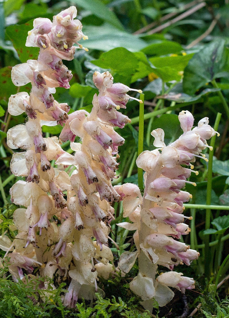 Lathraea squamaria - &copy; Charles Hipkin