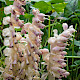 Lathraea squamaria