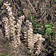 Lathraea squamaria