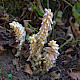 Lathraea squamaria