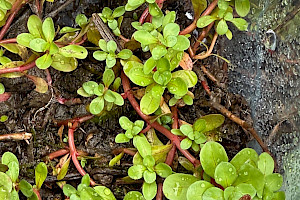 Lythrum portula Water-purslane