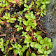 Lythrum portula