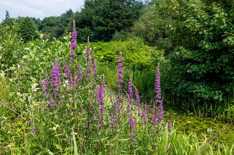 Lythrum salicaria - &copy; Charles Hipkin