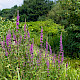 Lythrum salicaria