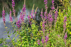 Lythrum salicaria Purple-loosestrife
