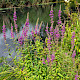 Lythrum salicaria