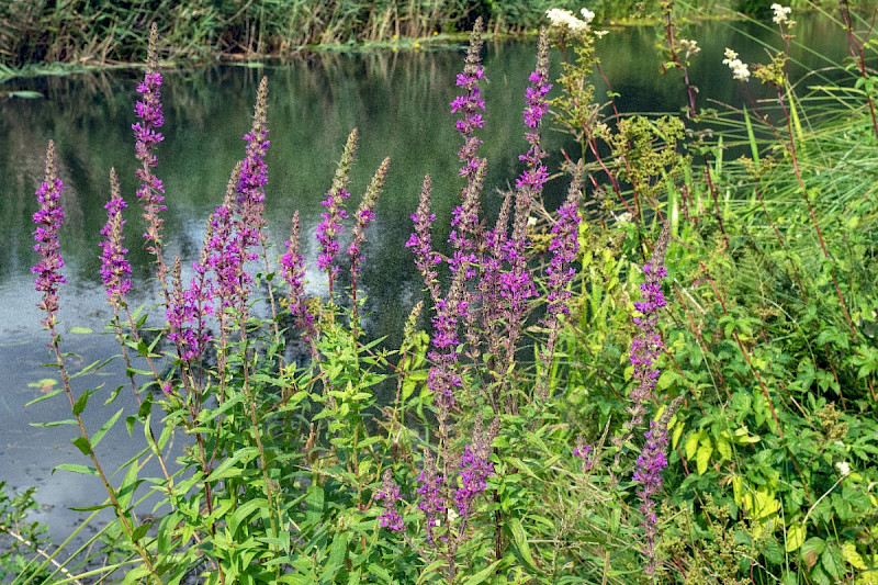 Lythrum salicaria - &copy; Charles Hipkin