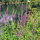 Lythrum salicaria