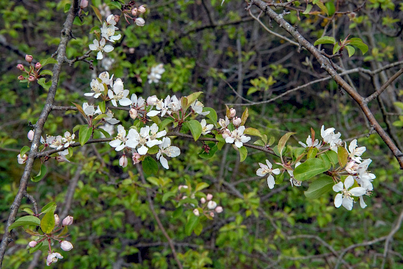 Malus domestica - &copy; Charles Hipkin