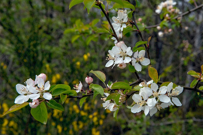 Malus domestica - &copy; Charles Hipkin