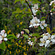 Malus domestica