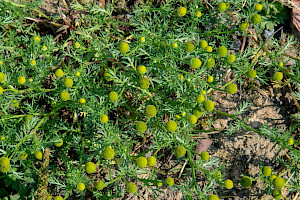 Matricaria discoidea Pineappleweed