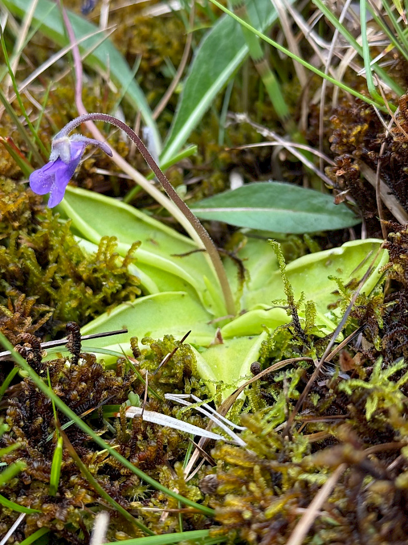 Pinguicula vulgaris - &copy; Charles Hipkin
