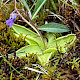Pinguicula vulgaris