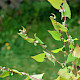 Fallopia convolvulus