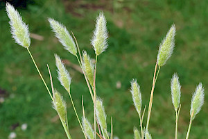 Polypogon monspeliensis Annual Beard-grass