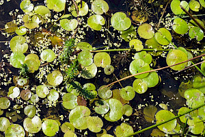Hydrocharis morsus-ranae Frogbit