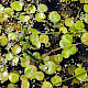 Hydrocharis morsus-ranae
