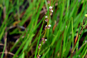Triglochin palustris Marsh Arrowgrass
