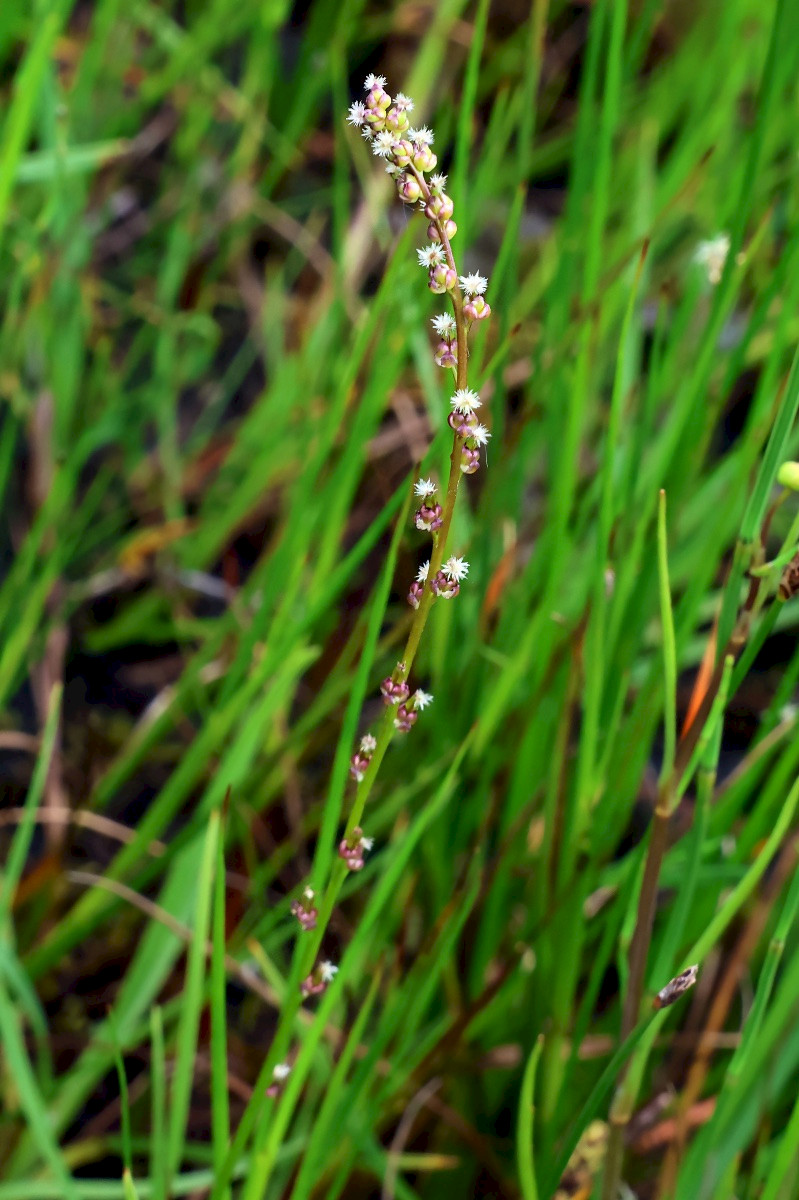 Triglochin palustris - &copy; Charles Hipkin