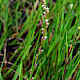 Triglochin palustris