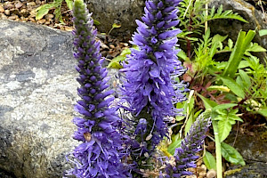 Veronica spicata Spiked Speedwell