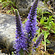 Veronica spicata