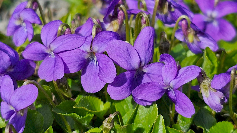 Viola hirta - &copy; Barry Stewart