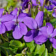 Viola hirta