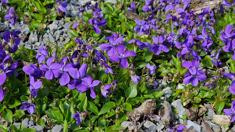 Viola hirta - &copy; Barry Stewart