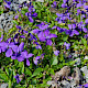 Viola hirta