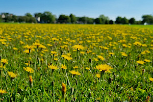 Scorzoneroides autumnalis Autumn Hawkbit