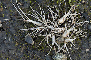 Poa bulbosa Bulbous Meadow-grass