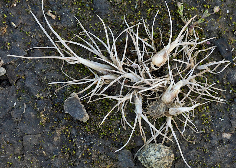 Poa bulbosa - &copy; Barry Stewart