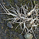 Poa bulbosa
