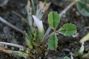 Trifolium ornithopodioides Bird's-foot Clover